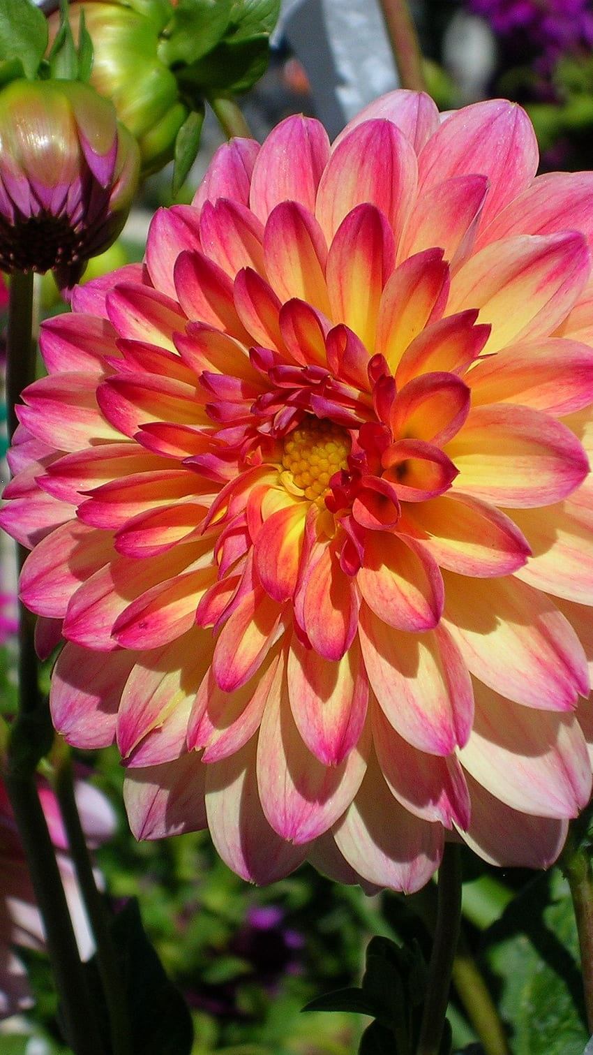 Dahlia, Adorable Colorful Flower HD phone wallpaper