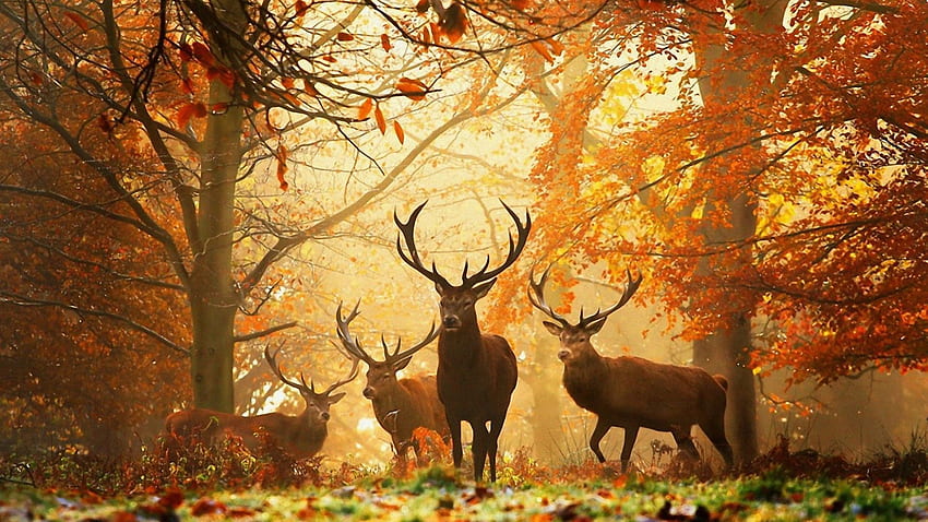Animals, Grass, Autumn, Leaves, Sun, Deers, Beams, Rays, Forest HD wallpaper