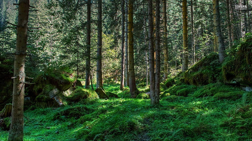 พื้นหลังป่าที่มีความละเอียดสูง วอลล์เปเปอร์ HD