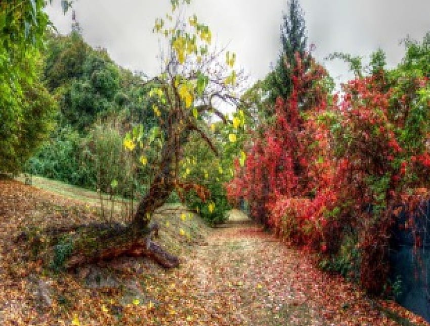 hari berawan tapi warna musim gugur cerah, musim gugur, warna, berawan, cerah Wallpaper HD
