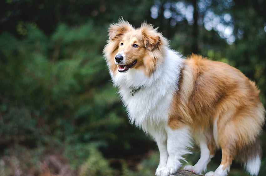 Anjing gembala Shetland, hewan, anjing, putih, collie, imut, Sheltie Wallpaper HD