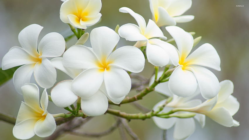 White plumeria [2] - Flower HD wallpaper | Pxfuel