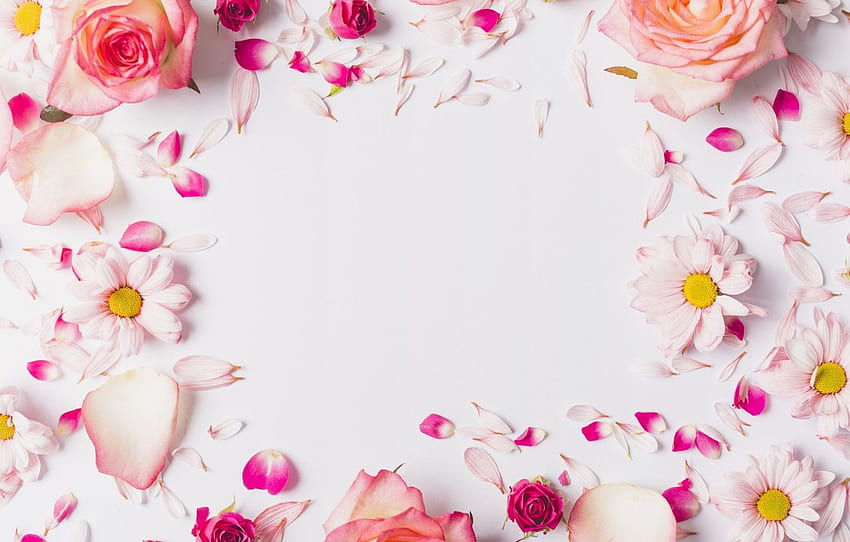 flowers, roses, chamomile, petals, pink, rose, fresh, Flower Frame HD wallpaper