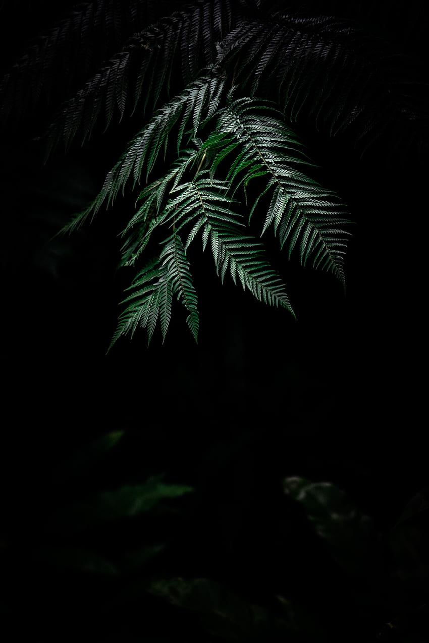 Природа, листа, растение, тъмно, папрат, издълбани HD тапет за телефон