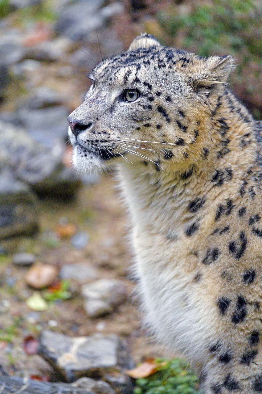Animais, Snow Leopard, Vida Selvagem, Animal, Selvagem, Irbis Papel de parede de celular HD