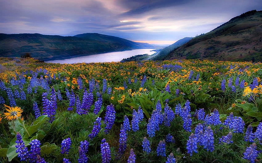 Landscape, Flowers, Rivers HD wallpaper | Pxfuel