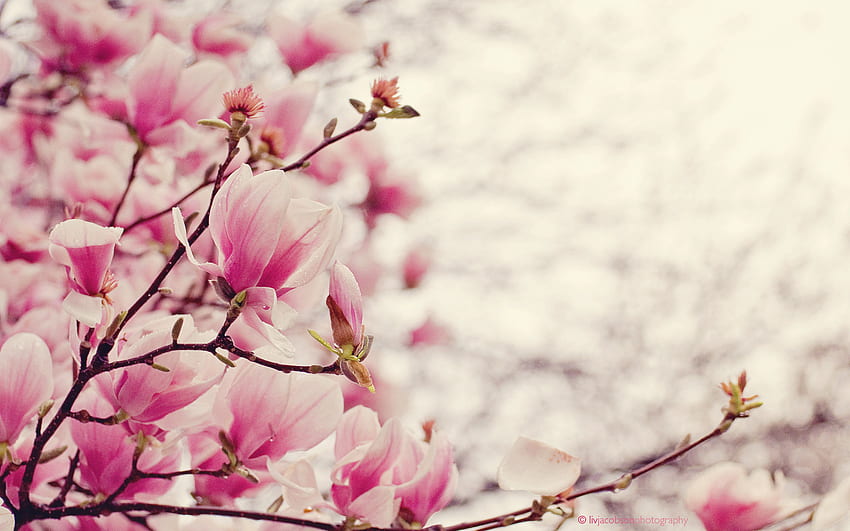 magnolias magnolia, flor de magnolia fondo de pantalla