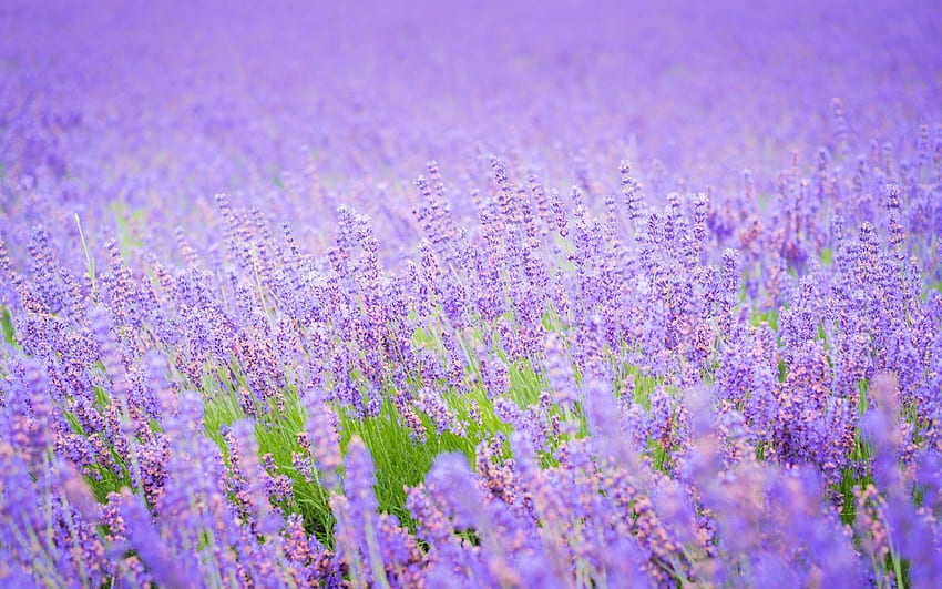 Nền hoa oải hương (Lavender background): Màu tím nhạt của hoa oải hương luôn làm cho những bức ảnh thêm phần ấn tượng và lãng mạn. Hãy chiêm ngưỡng những hình ảnh với nền hoa oải hương để cảm nhận sự hài hòa và tinh tế trong từng chi tiết.