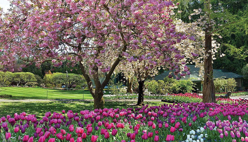 Butchart Gardens, Канада, цветове, лалета, пролет, парк, дърво HD тапет