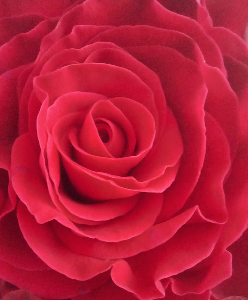 Rose, hybrid tea rose, herbaceous plant HD phone wallpaper