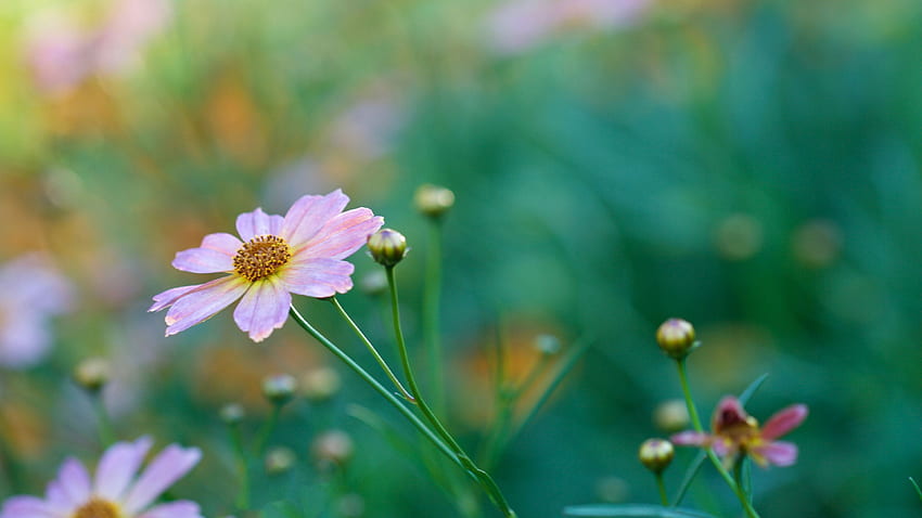 Pink Kosmeya Petals Flowers Buds In Blur Background graphy Wallpaper HD