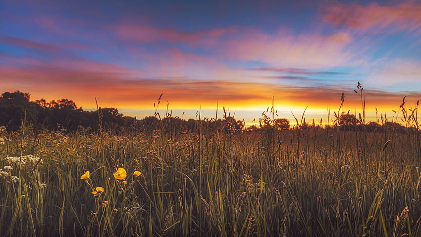 Sunrise In The Long Grass, Heath and Reach, UK, sky, meadow, landscape, colors, trees, flowers HD wallpaper