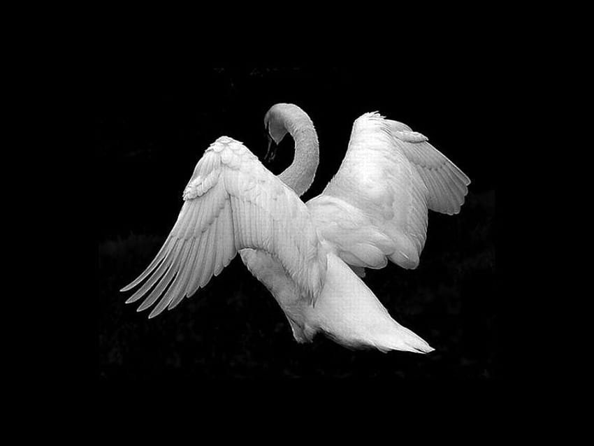 White Swan, cool, white, swan HD wallpaper