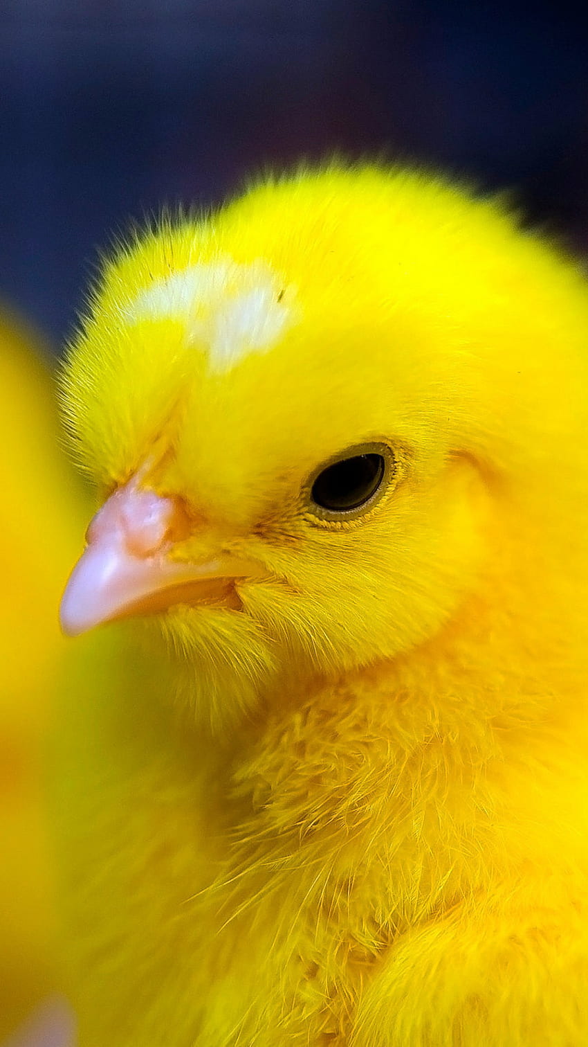 Gelbe Farbe, gelbes Huhn HD-Handy-Hintergrundbild