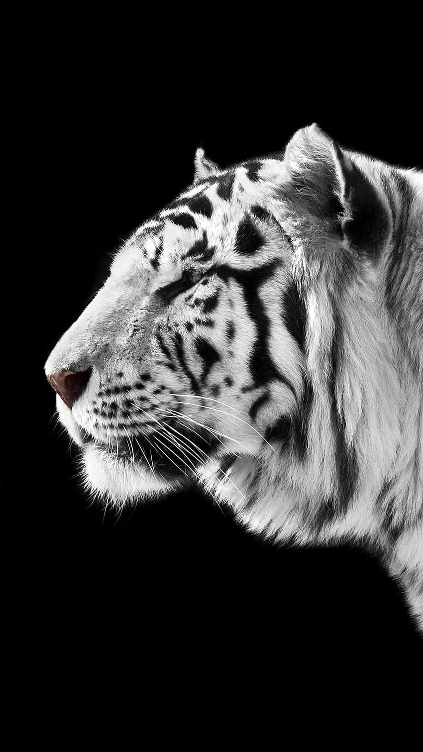 Vista lateral del tigre blanco, negro iPhone 8 7 fondo de pantalla del teléfono