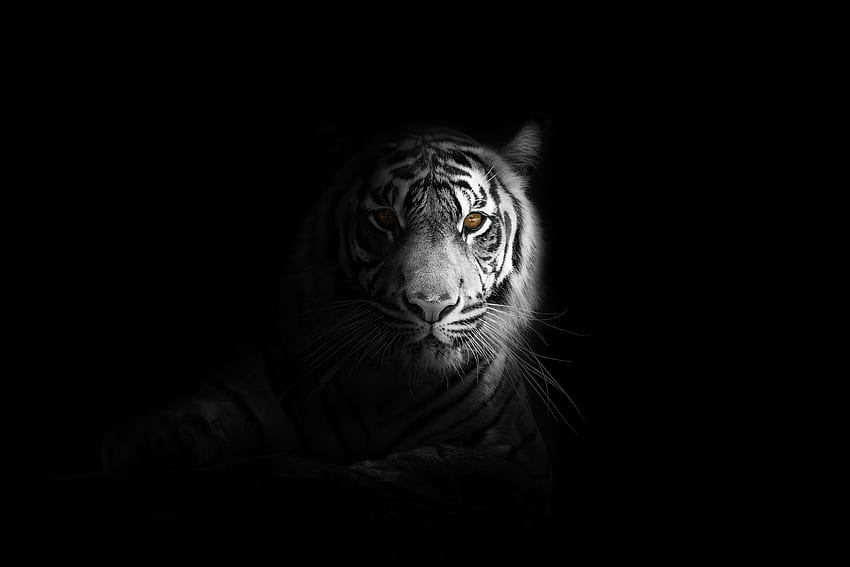 Portrait, minimal, white tiger, dark HD wallpaper