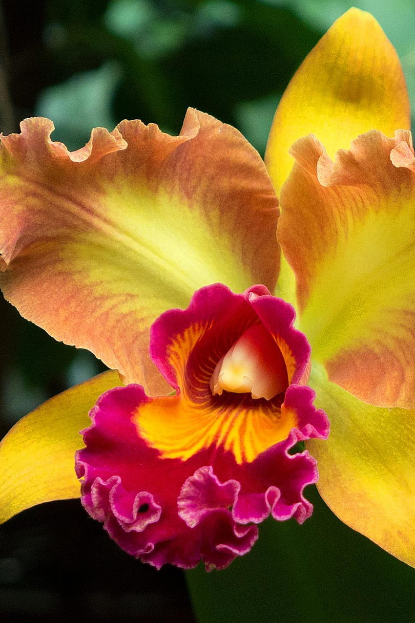 Stock of Yellow Red Flower Cattleya Orchid Bloom. and Illustrations HD phone wallpaper