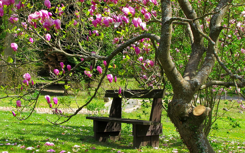 Rest under magnolia tree, bench, beautiful, spring, magnolia, park, tree, summer, rest, greenery HD wallpaper