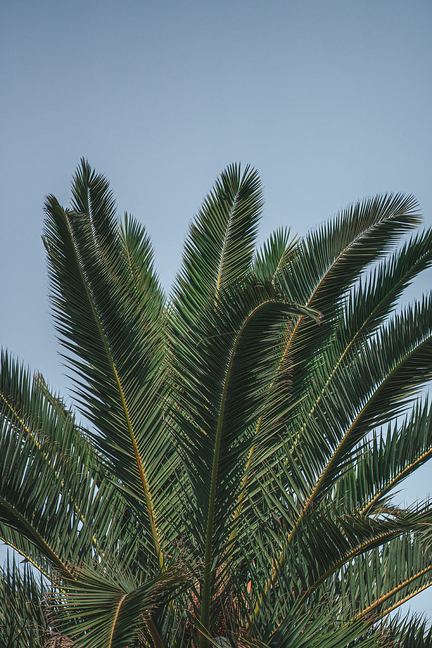 Nature, Leaves, Top, Palm, Branches HD phone wallpaper | Pxfuel