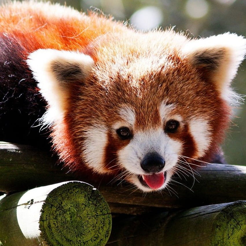 Collection of Cute Baby Red Panda Drawing. High quality, Cute Baby Red Pandas HD phone wallpaper
