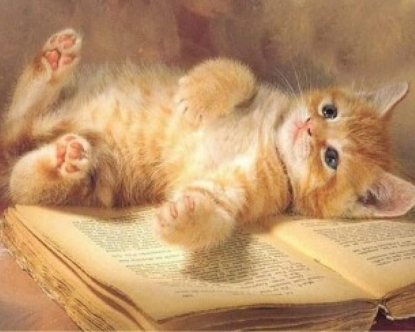 Reading Break, read, book, rest, orange cat, cute, cat, cuteness HD wallpaper