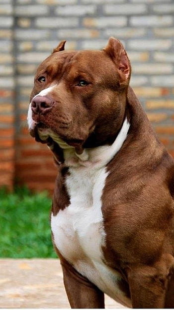pitbull dogs pictures wallpaper
