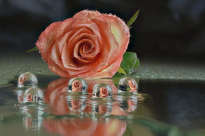 Flowers: Rose Lovely Water Beauty Unique Magnifique Drops Flower HD wallpaper