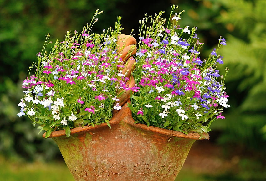 Garden Flowers, summer, basket, plants, blossoms, pot HD wallpaper