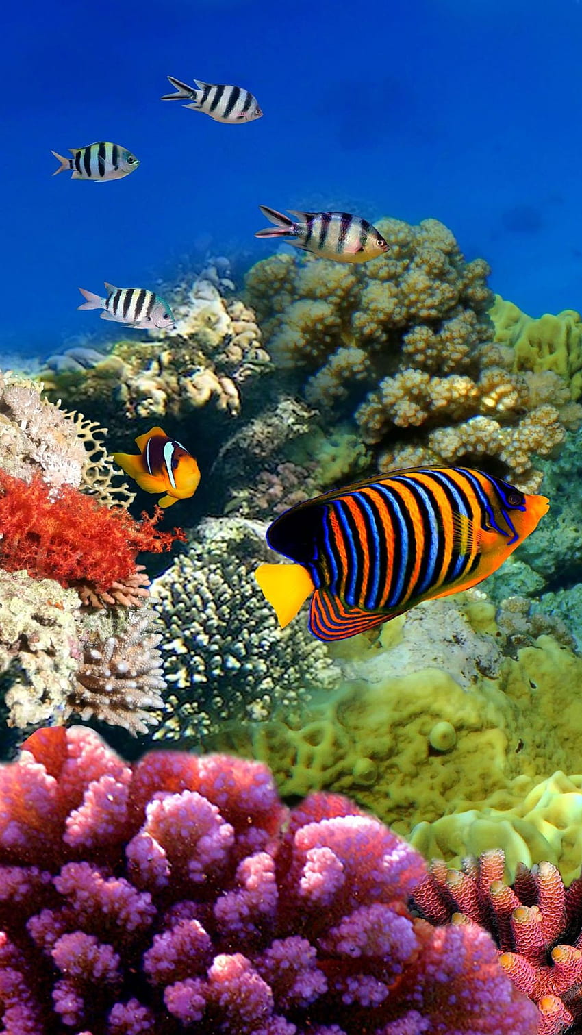 Zwierzę Ryba (), Wielka Rafa Koralowa Tapeta na telefon HD