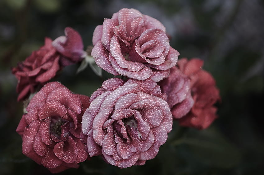 Rose, gocce, macro, petali, gelo, brina Sfondo HD