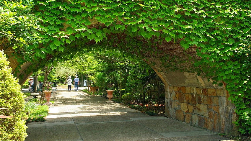 Green leafy vines of the stone wall- Japanese garden art landscape HD wallpaper
