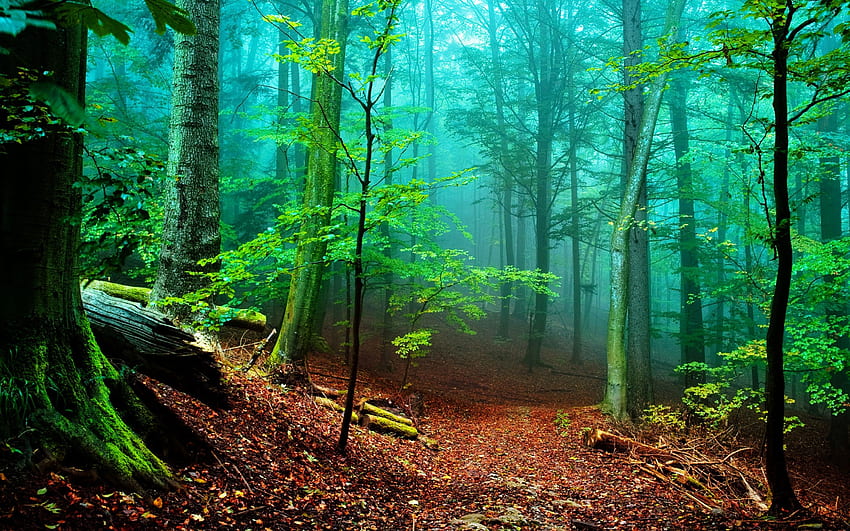 Forest fog ., Psychedelic Forest HD wallpaper | Pxfuel
