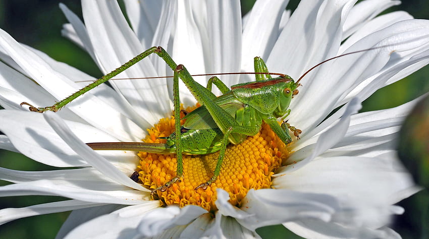Camomile, Flower, Macro, Insect, Chamomile, Grasshopper HD wallpaper