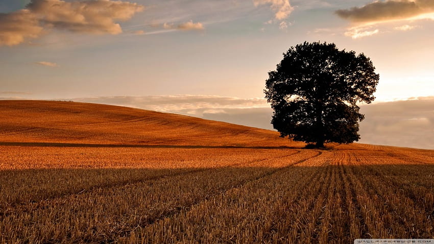 lone tree in afield after the harvest, clouds, harvest, field, tree HD wallpaper