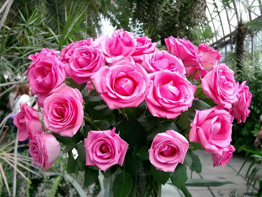 Fiori, rose, rosa, bellezza, bouquet, delicato, delicato Sfondo HD