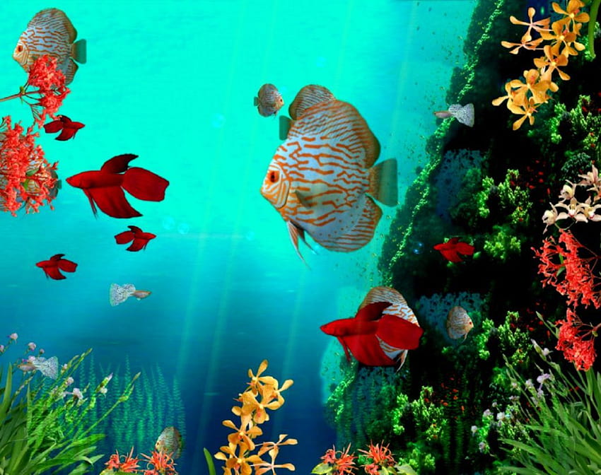 Moving Fish Background, Animated Fish HD wallpaper | Pxfuel