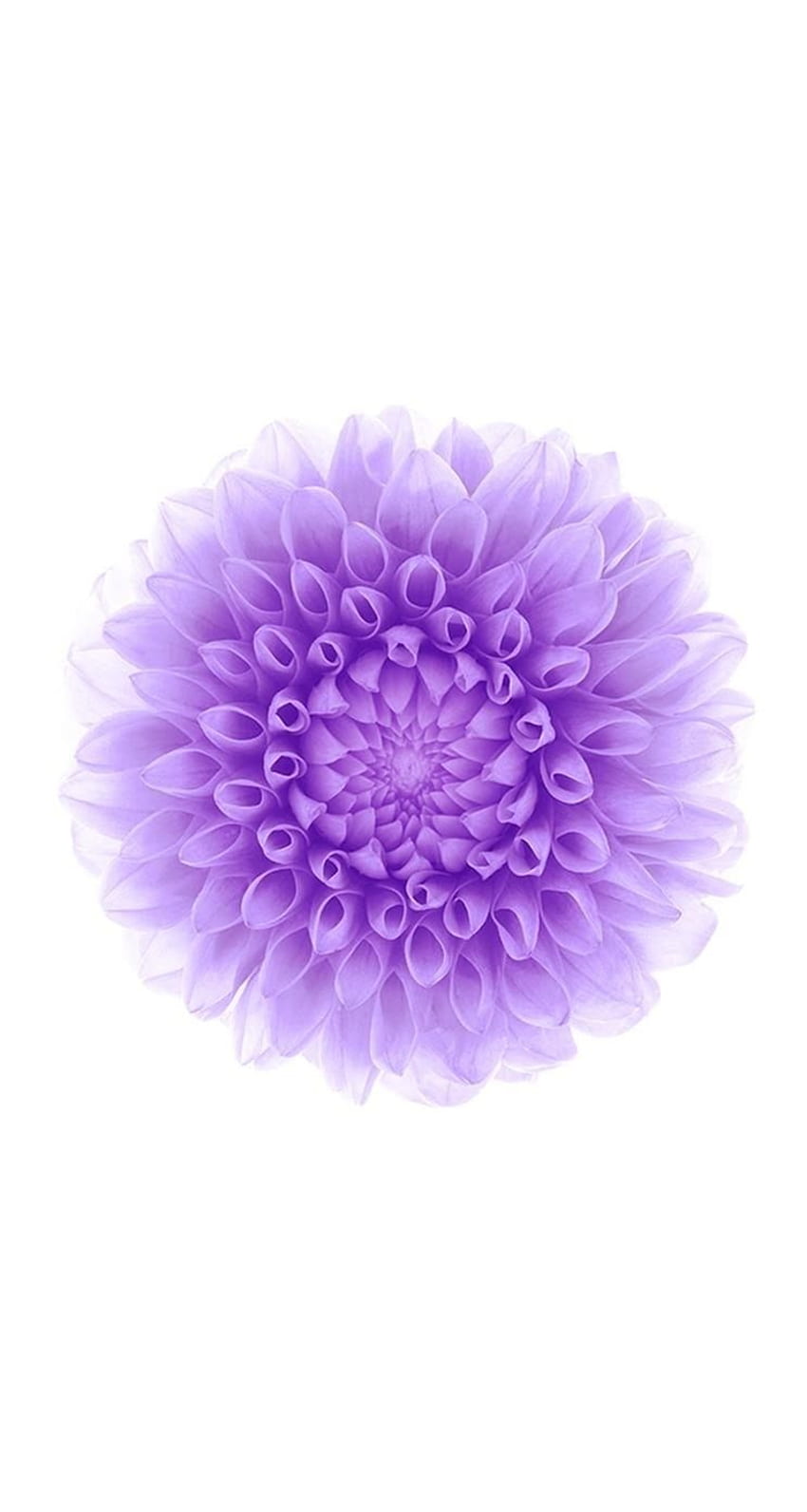 Los 15 de iOS 8 ahora mismo «iOS y iPhone, Dark Purple Flower fondo de pantalla del teléfono
