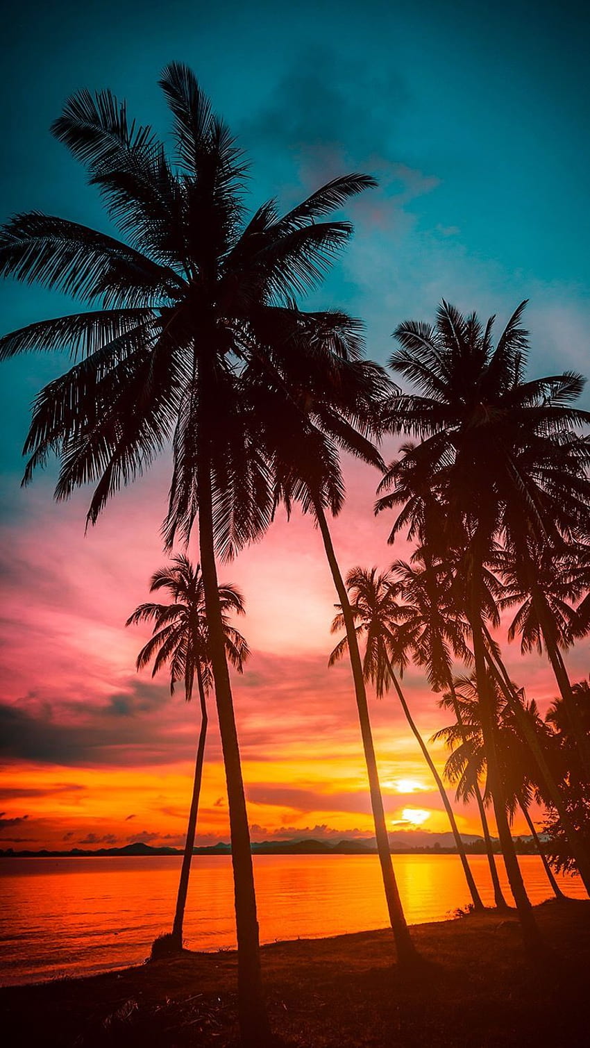 Dest L no iphone. Pôr do sol, bela natureza, paisagem, palmeira pôr do sol Papel de parede de celular HD