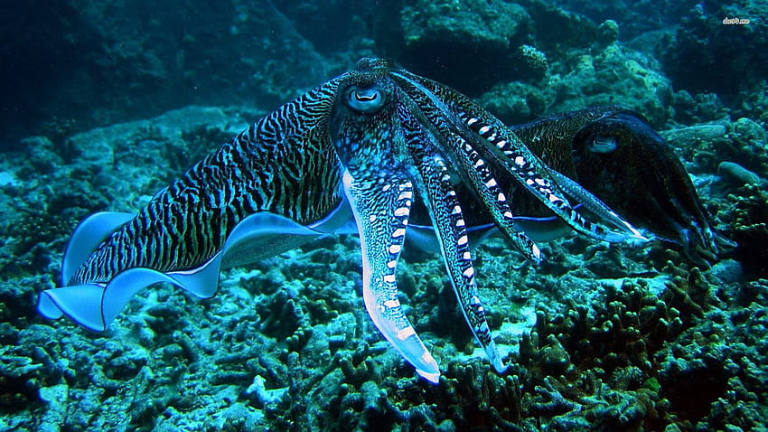 Cute Octopus HD wallpaper