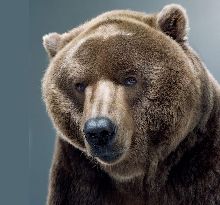 Chico grande, animal, marrón, oso, grizzly, grande, poderoso fondo de pantalla