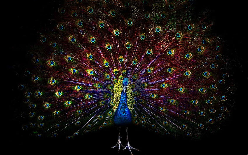 Beautiful peacock, tail, feathers, black background HD wallpaper