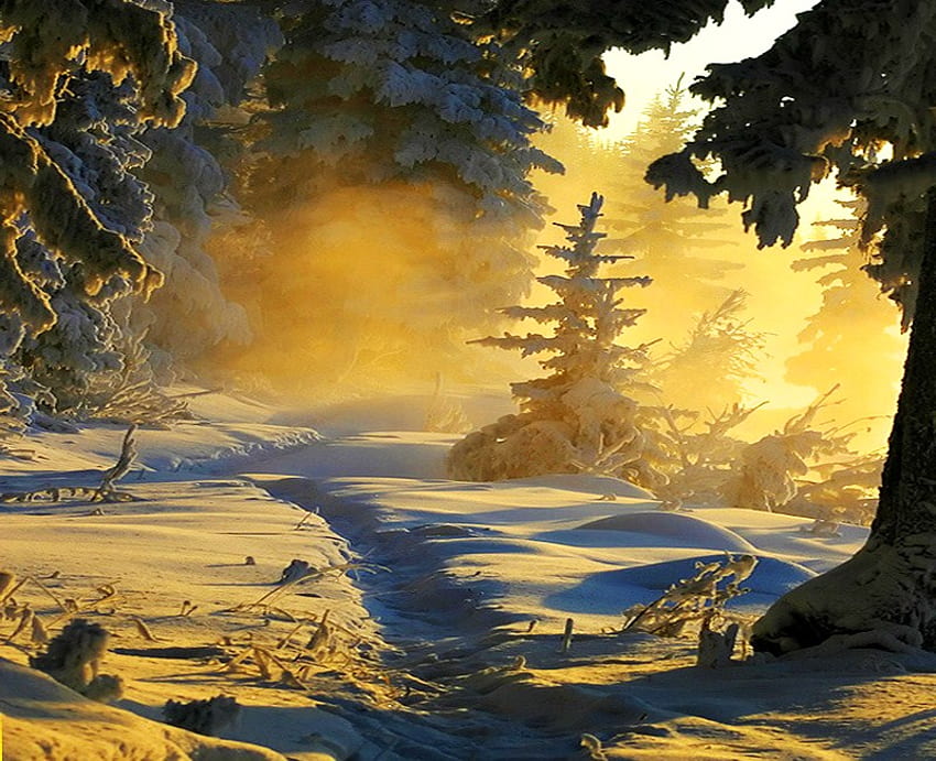 Puesta de sol de invierno, invierno, sombras, nieve, frío, árboles, tono dorado, bosque, puesta de sol fondo de pantalla