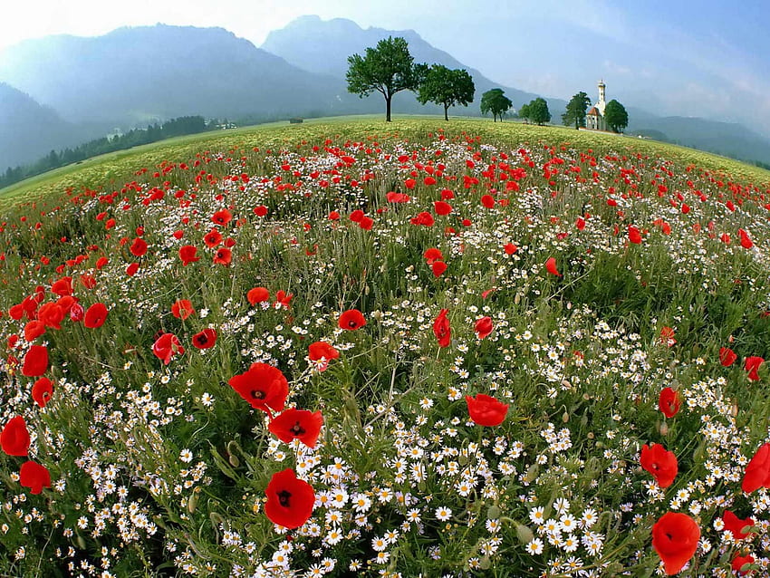 Fond écran Printemps - Montagne Fleurie. Frühling, Natur, Landschaft HD-Hintergrundbild