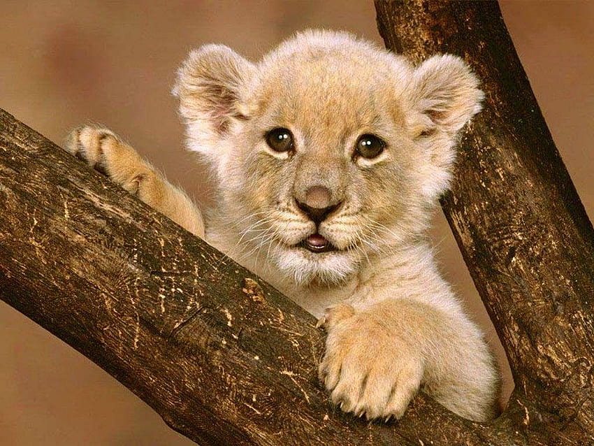 Süßer Löwe, süße Löwenbabys HD-Hintergrundbild