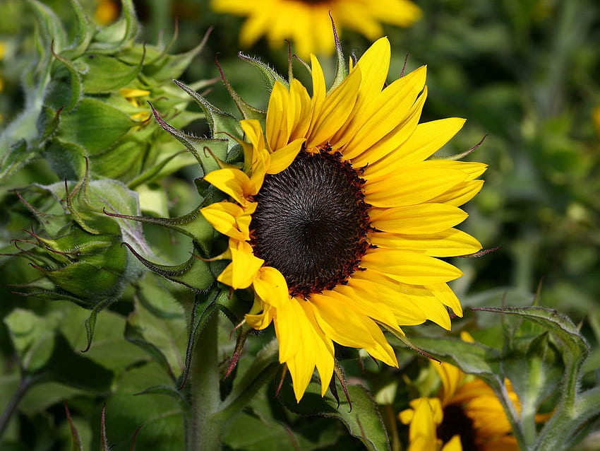 Flowers, Sunflowers, Blur, Smooth, Close-Up, Greens HD wallpaper