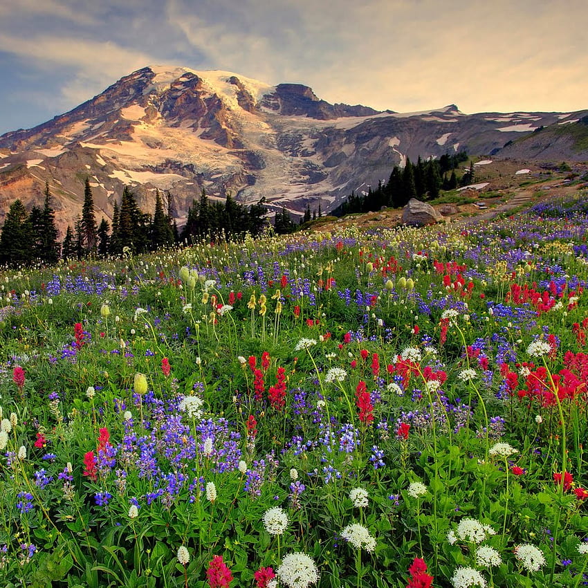 Paradise Mount Rainier 1. Young Naturalists' Society Of The Pacific Northwest, Pacific Northwest Spring HD phone wallpaper