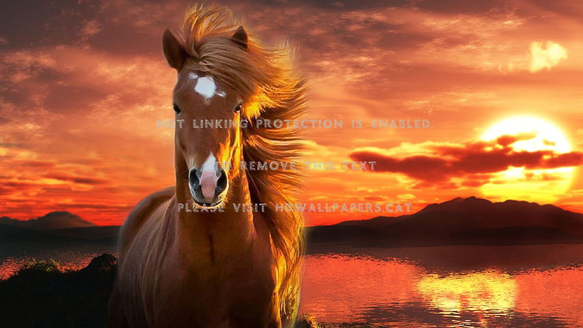 evening blaze entropy horse sunset animals HD wallpaper
