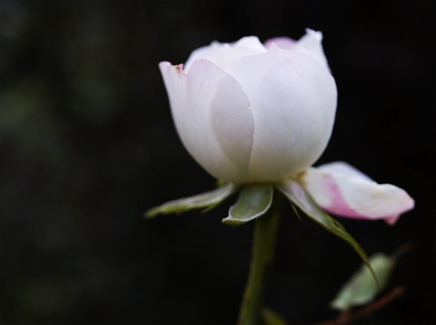 Une rose blanche, blanche, plantes, douce, agréable, rose, délicate, jolie, pétales, bourgeon, nature, fleurs, belle Fond d'écran HD