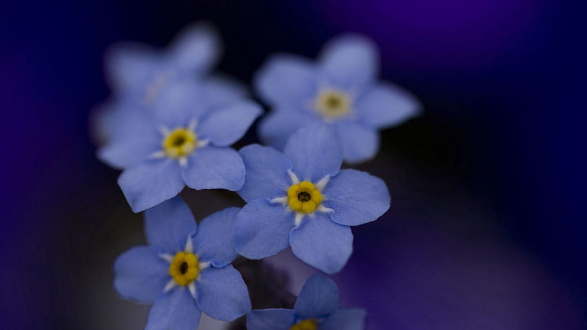 Flowers, Background, Forget-Me-Nots HD wallpaper