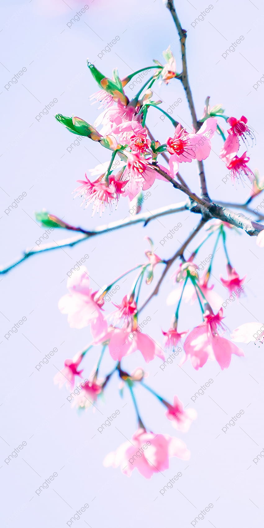 Green Tree Pink Flowers Cherry Blossom Mobile Background, Background, Decorative Shading, Cute Background for , Cherry Blossom Drawing HD phone wallpaper